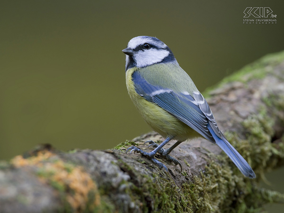 Vogels in de Ardennen - Pimpelmees Pimpelmees (Cyanistes caeruleus) Stefan Cruysberghs